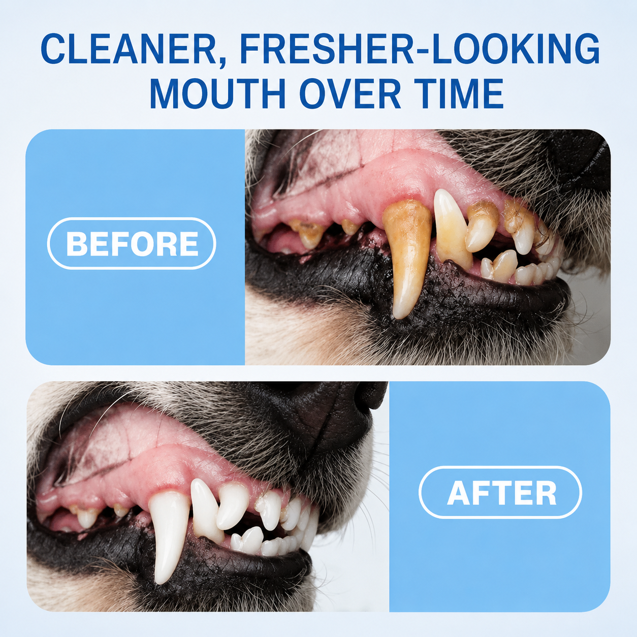 SKAVIX™ Pet Oral Spray Fresher Breath & Daily Oral Care — No Brushing Needed